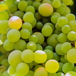 Овочеві, картопля, ягідні